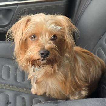Yorkshire Terrier and Mixed Breed Dogs Available for Adoption - LORELAI | PetCurious