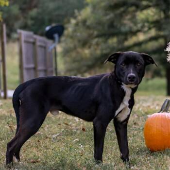 Midnight -  Black Labrador Retriever and Retriever Dog for Adoption in Madisonville, Kentucky - Midnight | PetCurious