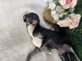 Rescue Mixed Breed Dogs for Adoption in Richmond, Virginia - CAROLINA | PetCurious