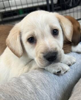 Retriever and Australian Shepherd Dogs Available for Adoption - Bixby | PetCurious