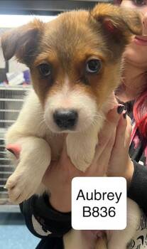 Rescue Australian Shepherd and Jack Russell Terrier Dogs for Adoption in Morganton, North Carolina - Aubrey | PetCurious