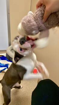 Boston Terrier Dogs Available for Adoption - Allen | PetCurious