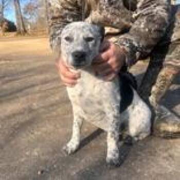 Mixed Breed Dogs Available for Adoption - Wolfy | PetCurious