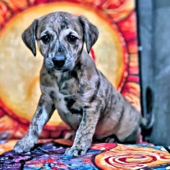 Happy -  Whippet Dog for Adoption in Rutherfordton, North Carolina - Happy | PetCurious