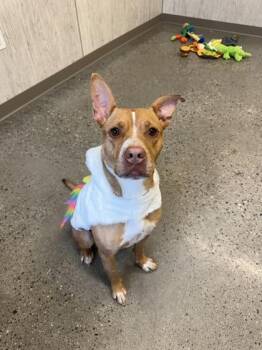 Princessa -  Mixed Breed Dog for Adoption in Lafayette, Indiana - Princessa | PetCurious