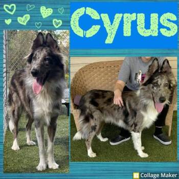 Rescue Collie and Australian Shepherd Dogs for Adoption in Clearfield, Pennsylvania - Cyrus | PetCurious