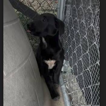 Black Labrador Retriever and Australian Cattle Dog Blue Heeler Dogs Available for Adoption - Xina | PetCurious