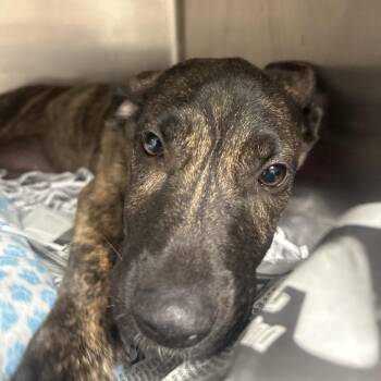 Thermostat -  Shepherd and Mixed Breed Dog for Adoption in Lakeland, Florida - Thermostat | PetCurious