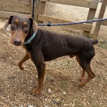 Doberman Pinscher Dogs Available for Adoption - Sarge | PetCurious