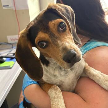 Mixed Breed Dogs Available for Adoption in Columbiana, Alabama - Polly Pocket | PetCurious