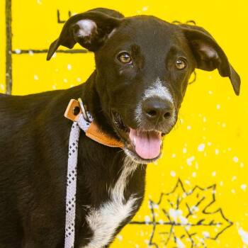 Rescue Labrador Retriever and Whippet Dogs for Adoption in New York, New York - Pam | PetCurious