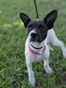 Grace Kelly -  Boston Terrier and Mixed Breed Dog for Adoption in Aiken, South Carolina - Grace Kelly | PetCurious