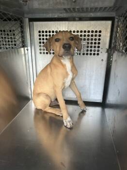 Rescue Pit Bull Terrier and Mixed Breed Dogs for Adoption in Fort Worth, Texas - 59787593 | PetCurious