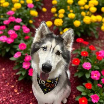 Rescue Siberian Husky Dogs for Adoption in Incline Village, Nevada - Leia | PetCurious