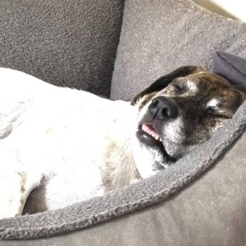 Willow -  Hound Dog for Adoption - Willow | PetCurious