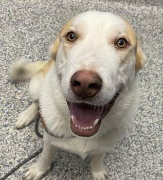 Thor -  Great Pyrenees and Australian Cattle Dog Blue Heeler Dog for Adoption in Golden, Colorado - Thor | PetCurious