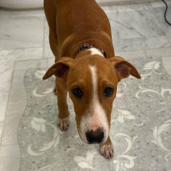 Rescue Mixed Breed Dogs for Adoption in Sandwich, Massachusetts - Bashful | PetCurious