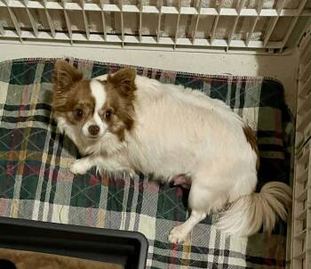 Chihuahua Dogs Available for Adoption in Dyer, Indiana - Dawn | PetCurious