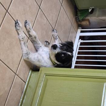 FRITZ -  Labradoodle Dog for Adoption in Phenix City, Alabama - FRITZ | PetCurious