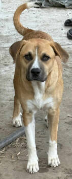 Rescue Anatolian Shepherd Dogs for Adoption in Tulsa, Oklahoma - Jack | PetCurious