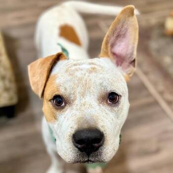 Zuko Zooms of Love -  Staffordshire Bull Terrier and Pit Bull Terrier Dog for Adoption in Friendswood, Texas - Zuko Zooms Of Love | PetCurious