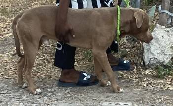 MYKA -  Mixed Breed Dog for Adoption in Dallas, Texas - MYKA | PetCurious