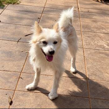 Peanut -  Pomeranian and Mixed Breed Dog for Adoption in Pelham, New Hampshire - Peanut | PetCurious