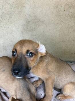 Pit Bull Terrier and Mixed Breed Dogs Available for Adoption in Oklahoma City, Oklahoma - A475312 | PetCurious