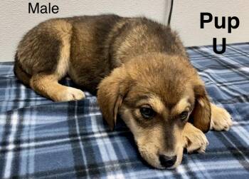 Labrador Retriever and Mixed Breed Dogs Available for Adoption in Pomeroy, Ohio - Pup U | PetCurious
