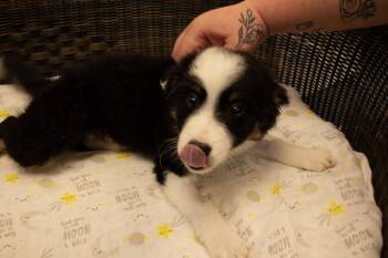 Paul -  Australian Shepherd Dog for Adoption in Neillsville, Wisconsin - Paul | PetCurious