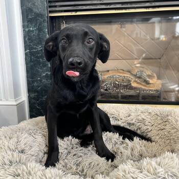 Black Labrador Retriever Dogs Available for Adoption - Blackie | PetCurious