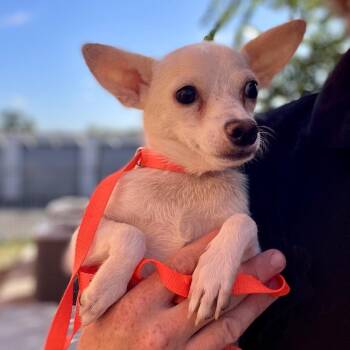 Winston -  Chihuahua and Mixed Breed Dog for Adoption in Wimberley, Texas - Winston | PetCurious