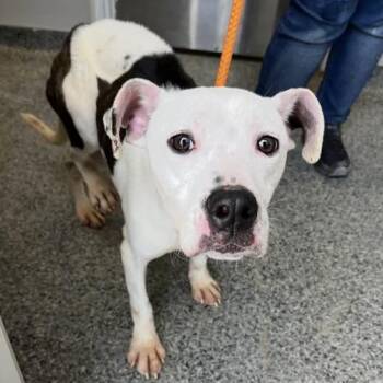 Mixed Breed Dogs Available for Adoption - Penn | PetCurious