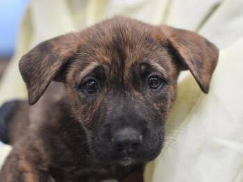 Shepherd and Labrador Retriever Dogs Available for Adoption in Portland, Oregon - Harry | PetCurious