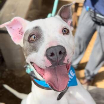 Rescue American Staffordshire Terrier Dogs for Adoption in Houston, Texas - Rocket | PetCurious