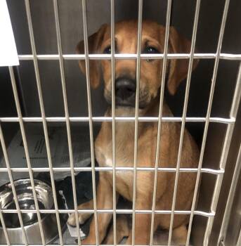 Lando -  Mixed Breed Dog for Adoption in Parma, Ohio - Lando | PetCurious