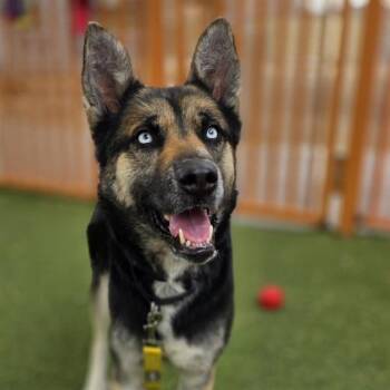 German Shepherd Dog and Siberian Husky Dogs Available for Adoption in Las Vegas, Nevada - JUNE | PetCurious