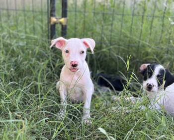Mia -  Terrier Dog for Adoption in Mico, Texas - Mia | PetCurious