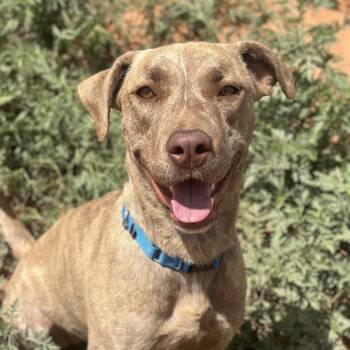 Vireo -  Cattle Dog and Mixed Breed Dog for Adoption in Salt Lake City, Utah - Vireo | PetCurious