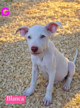 B litter Blanca -  Pit Bull Terrier Dog for Adoption in Semmes, Alabama - B Litter Blanca | PetCurious