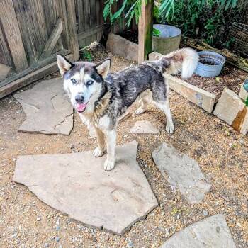 Rescue Husky Dogs for Adoption in Boaz, Alabama - Zephyr | PetCurious