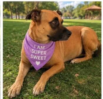 Abby -  Mastiff and Mixed Breed Dog for Adoption in Polk, Ohio - Abby | PetCurious