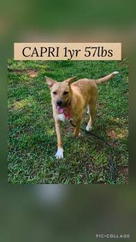 Shepherd Dogs Available for Adoption in Holbrook, New York - CAPRI | PetCurious