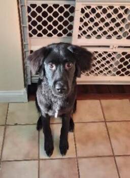 Flat Coated Retriever and Spaniel Dogs Available for Adoption in Plainfield, Illinois - Percy | PetCurious