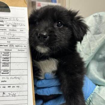 Chimichanga -  Mixed Breed Dog for Adoption in Tempe, Arizona - Chimichanga | PetCurious