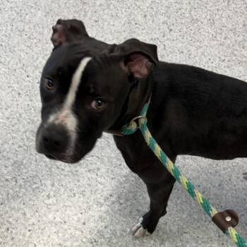 Nyx -  Terrier and English Bulldog Dog for Adoption in Des Moines, Iowa - Nyx | PetCurious