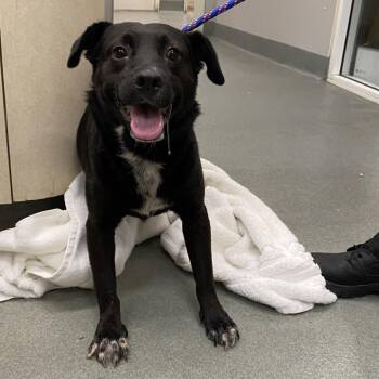 WAGS-Stray-22656_2 -  Black Labrador Retriever and Mixed Breed Dog for Adoption in Westminster, California - WAGS-Stray-22656_2 | PetCurious