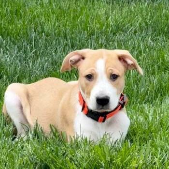 Mixed Breed Dogs Available for Adoption in East Peoria, Illinois - Charlie | PetCurious