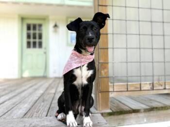 Lexi Pocket Sized Princess -  Black Labrador Retriever and American Staffordshire Terrier Dog for Adoption in Friendswood, Texas - Lexi Pocket Sized Princess | PetCurious