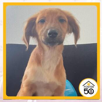 Trinity Rodman -  Mixed Breed Dog for Adoption in Toms River, New Jersey - Trinity Rodman | PetCurious